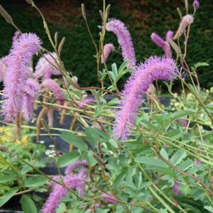 Sanguisorba obtusa ---